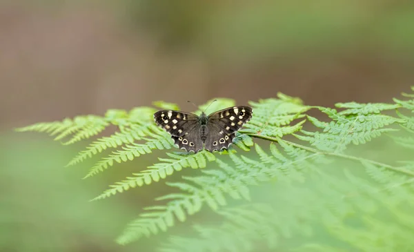 小蝴蝶坐在绿色模糊的背景前 — 图库照片
