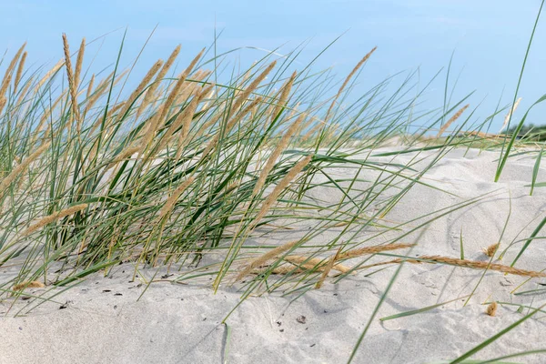 Duitse Baltische Zee kust met zandduinen, gras, water en lucht — Stockfoto