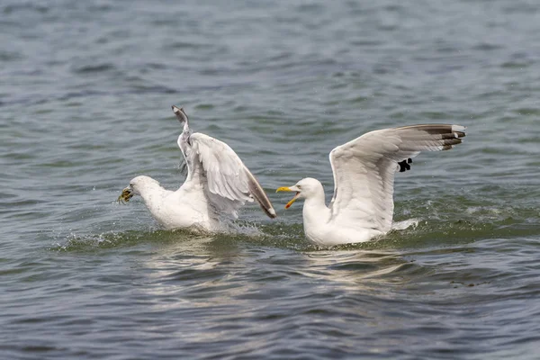 Dos gaviotas flotantes discuten sobre un cangrejo — Foto de Stock