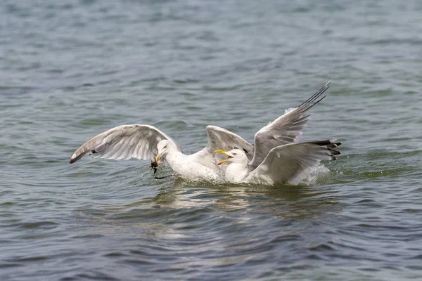 Dos gaviotas flotantes discuten sobre un cangrejo — Foto de Stock