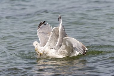 İki yüzen ringa kuzukları bir yengeç hakkında tartışır