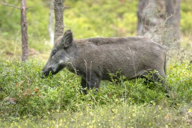 Yaban mersini çalılar arasında yemek yerken ormanda kadın vahşi domuz