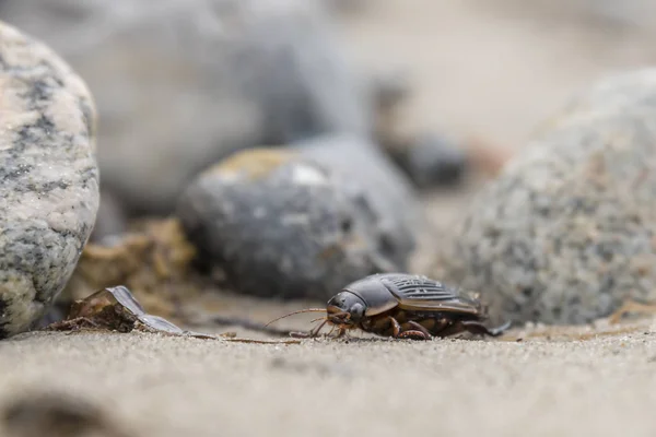 Large swarm beetle crawls over stones at the Baltic Sea coast