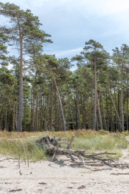 Eski ağaç gövdesi kumulları ve bulutlu gökyüzü ile kumlu bir plajda yatıyor