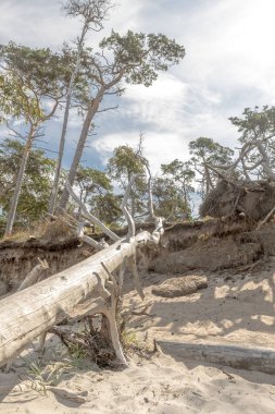 Eski ağaç gövdesi kumulları ve bulutlu gökyüzü ile kumlu bir plajda yatıyor