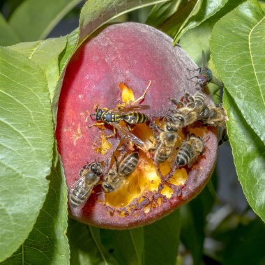 Arılar ve arılar olgunlaşmış olgun şeftali üzerinde oturup