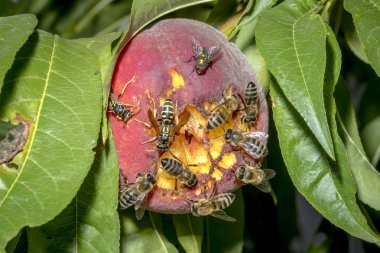 Bees and wasps sit on a ripened ripe peach clipart
