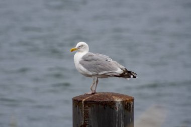 Kırık ayaklı martı metal bir iskelede duruyor