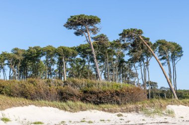 Kumulları ve kum ile Alman Baltık kıyısında Çam ormanı
