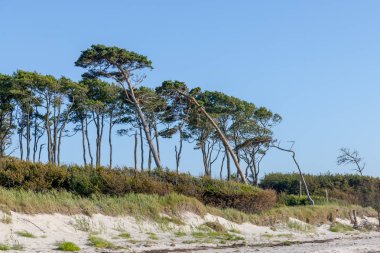 Kumulları ve kum ile Alman Baltık kıyısında Çam ormanı