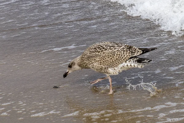 Pecks de gaviota marrón en la playa para una almeja — Foto de Stock