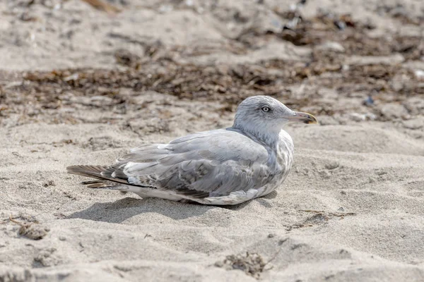 La jeune mouette est assise dans le sable sur une dune — Photo