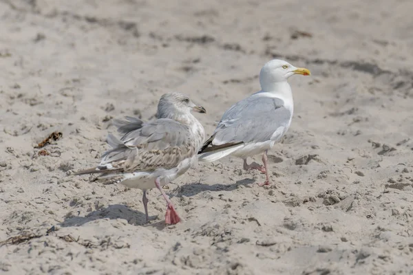 Deux jeunes mouettes se tiennent debout dans le sable sur une dune — Photo