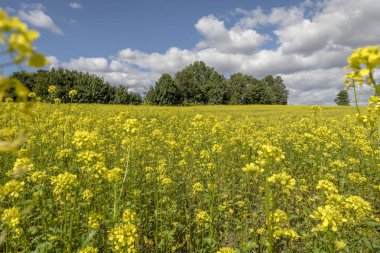 Bulutlu mavi gökyüzü ve arka planda ağaçlar ile çiçekli tecavüz alanı