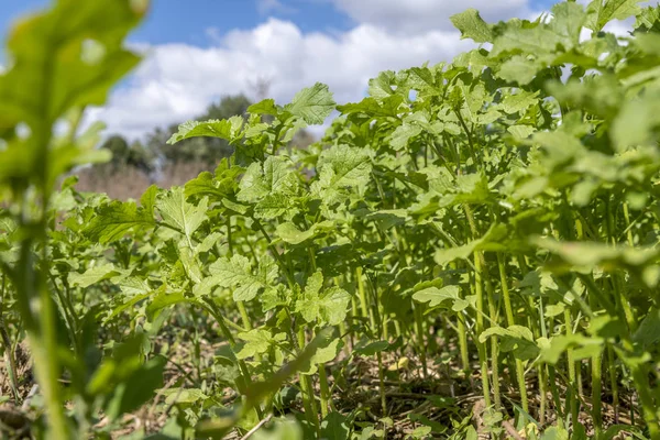 Green mustard plants as green manure on a field with blue sky