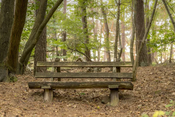 Vieux banc en bois pourri se dresse sous les arbres à feuilles caduques sur une colline — Photo