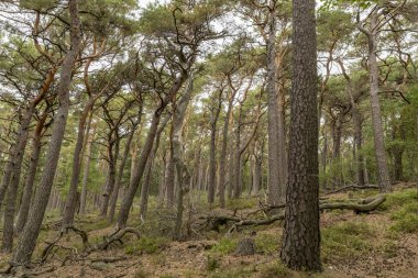 Çamlar ve yaprak döken ağaçlar ile ormanlık bir vadi manzarası