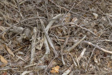 Arka plan olarak kuru küçük dalları ve çam iğneleri ile orman toprağı