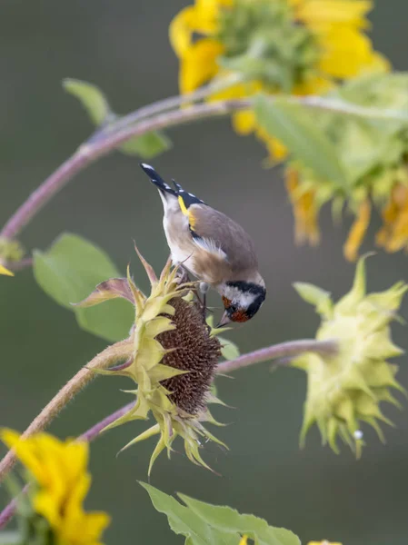 Goldfinch leží na vybledlé slunečnici před rozmazanou pozadím — Stock fotografie