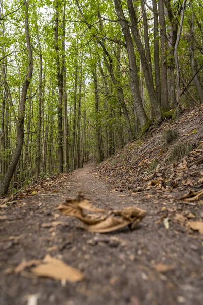 Sentiero forestale con castagni dal fogliame sfumato in primo piano — Foto Stock