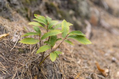 Genç tatlı kestane ağacı çam iğneleri arasında yetişir