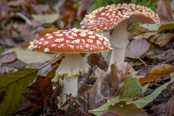 Zwei Fliegenpilze auf dem Waldboden mit herbstlichem Laub — Stockfoto