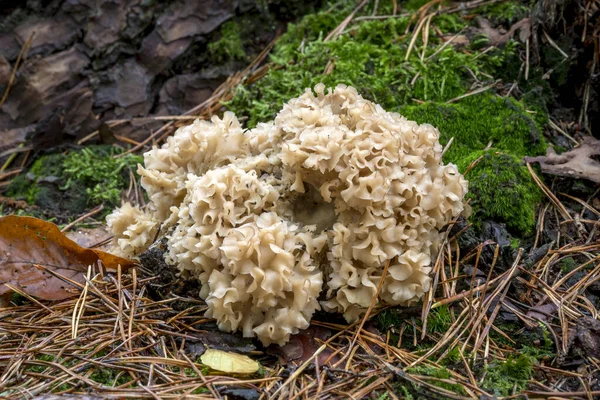 O fungo de couve-flor cresce no tronco de um pinheiro no musgo — Fotografia de Stock