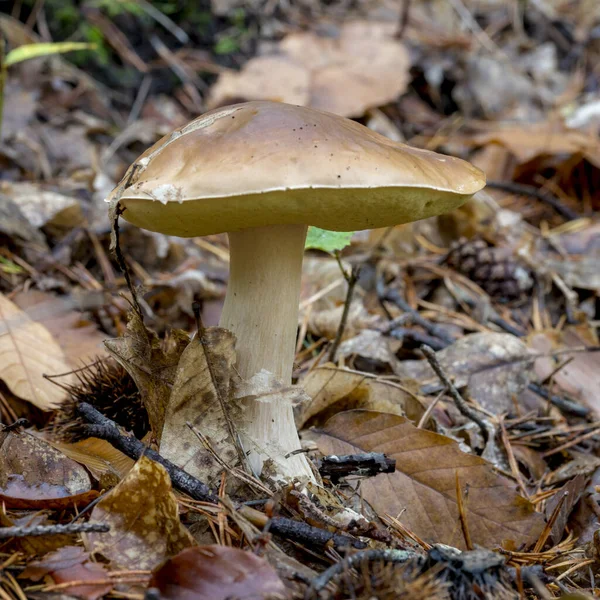 A boletus on leaves. Covered forest ground — Stock Photo, Image