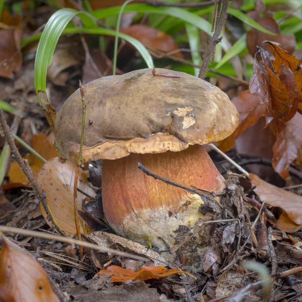 A young lurid bolete on leaves. Covered forest ground — Stock Photo, Image