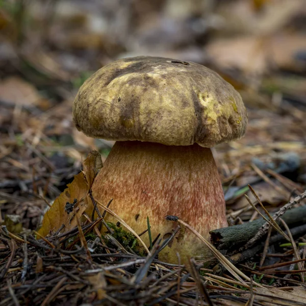 Um bolete lúcido jovem em folhas. Terreno florestal coberto — Fotografia de Stock