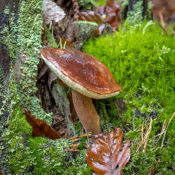 Bay Bolete med växer på en mossbelagd trädstam — Stockfoto