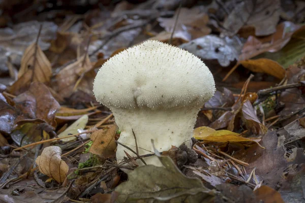 Lycoperdon perlatum branco no chão da floresta com folhagem outonal — Fotografia de Stock