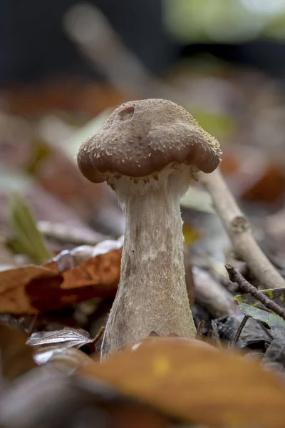 Одиночний молодий медовий агариновий гриб виростає в осінньому листі — стокове фото