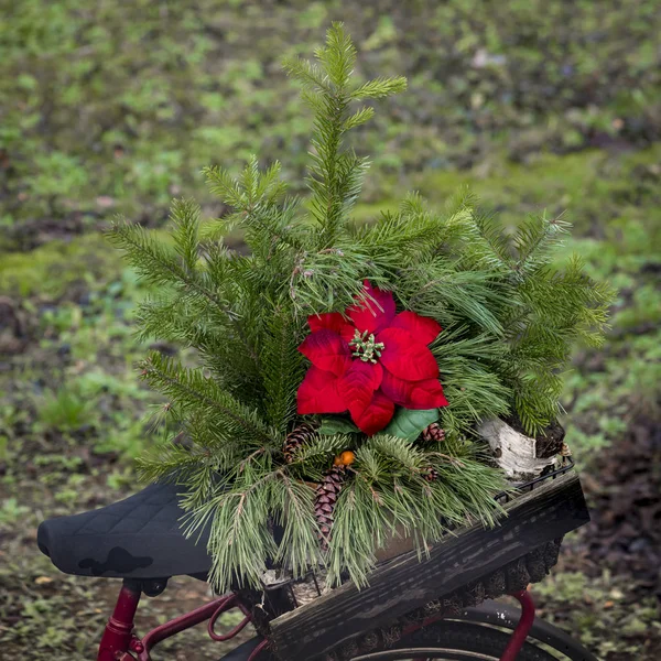 Czerwony kwiat poinsettii w układzie gałązek jodłowych na rozmytym tle — Zdjęcie stockowe