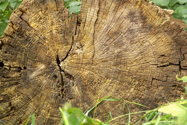 Staré a rozpadlé rozhraní pokáceného stromu se zelenými listy — Stock fotografie