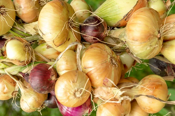 Berbagai jenis bawang diikat ke dalam kepang dengan latar belakang hijau — Stok Foto