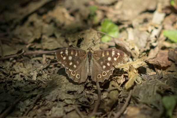 Pequeña mariposa se sienta en el follaje otoñal seco —  Fotos de Stock
