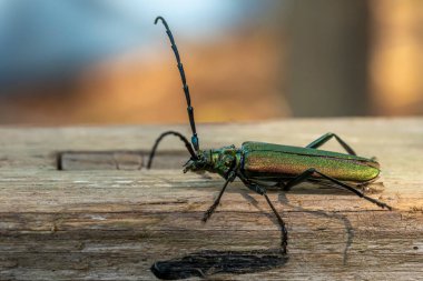 Yeşil misk böceği yıpranmış bir tahta üzerinde sürünür.