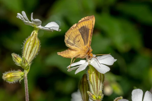 Flying moth on a small white flower in front of a dark green background — Stock Photo, Image