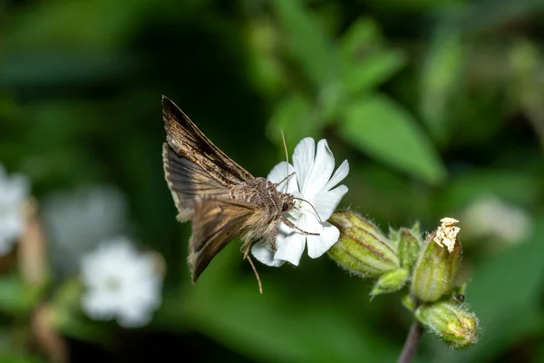 Polilla voladora sobre una pequeña flor blanca frente a un fondo verde oscuro —  Fotos de Stock