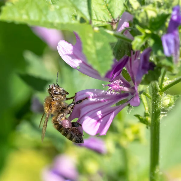 Abelha mel senta-se em uma flor de sabão roxo contra um fundo verde — Fotografia de Stock