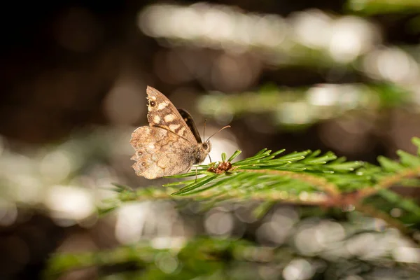 小小的褐色蝴蝶栖息在松枝上，背景是模糊的棕色 — 图库照片