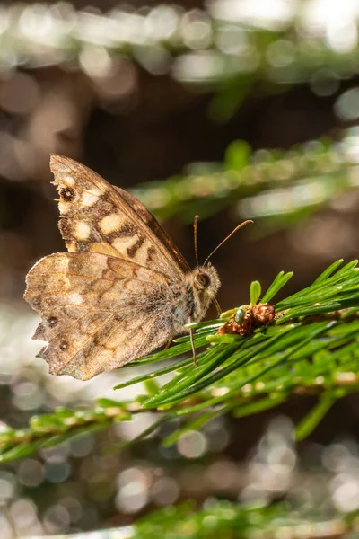 Pequeña mariposa marrón se sienta en una rama de pino sobre un fondo marrón borroso —  Fotos de Stock