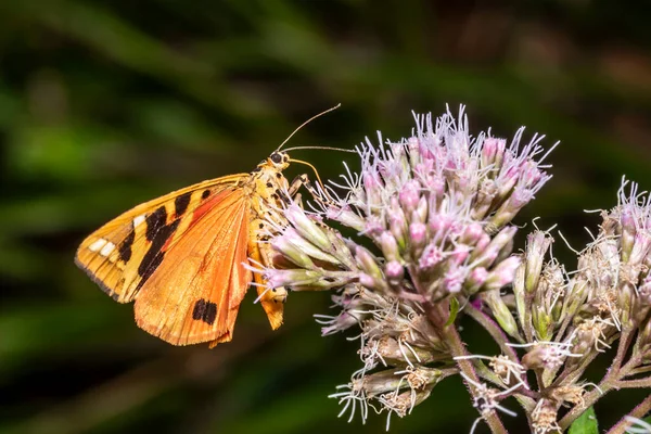 Polilla Oso Marrón Con Alas Extendidas Una Flor Brillante Mientras — Foto de Stock