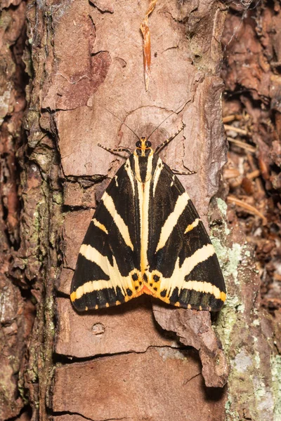 Polilla Oso Marrón Sienta Corteza Tronco Árbol —  Fotos de Stock