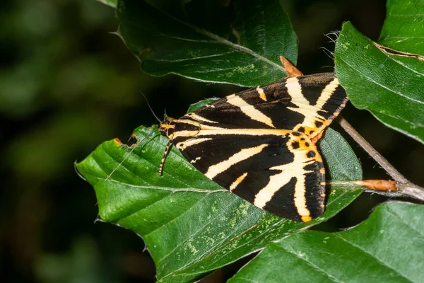 Polilla Oso Marrón Sienta Sobre Una Hoja Haya Verde Frente —  Fotos de Stock