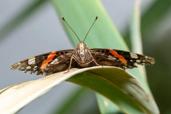 Widok Przodu Motyla Siedzącego Liściu Trzciny Rozpostartymi Skrzydłami — Zdjęcie stockowe