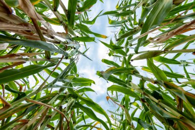 Bulutlu bir tarlada olgun mısır bitkilerinin alt görüntüsü