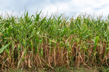 Olgun mısır bitkileri bulutlu bir tarlada sıra sıra yetişir.