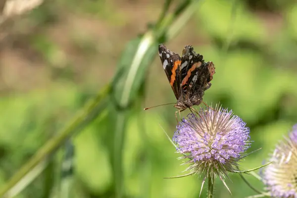 蝴蝶栖息在绿油油的背景下的一朵花上 — 图库照片